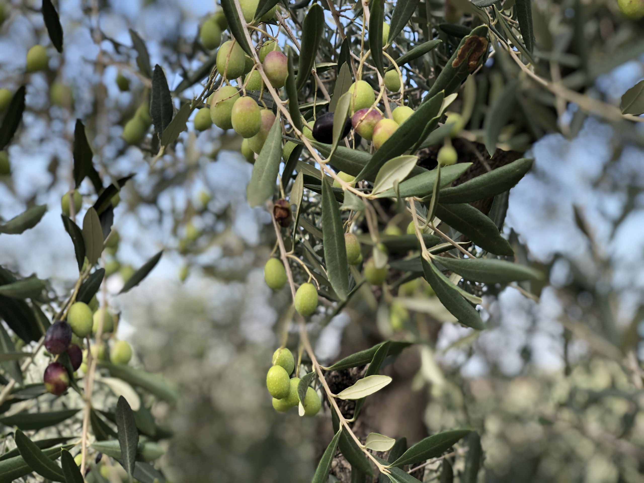 Casa Astrid lanceert ecologische navulling extra vierge olijfolie