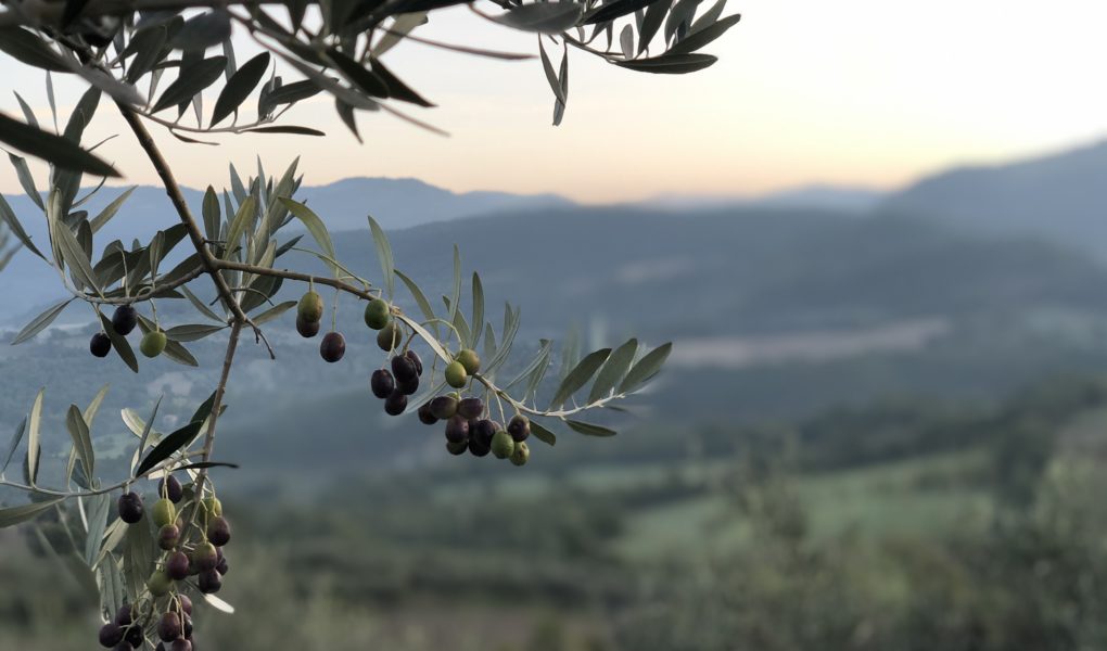 Casa Astrid lanceert ecologische navulling extra vierge olijfolie