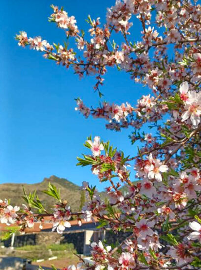 Tenerife - Het eiland van de eeuwige lente