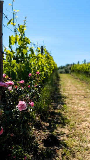 Zo zag onze vakantie in Umbrië eruit