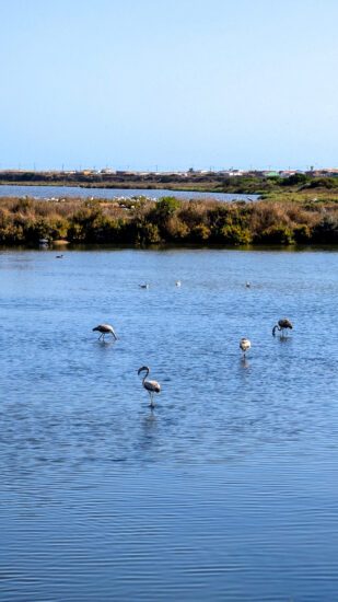 Quinta do Lago: 10x de leukste dingen om te doen