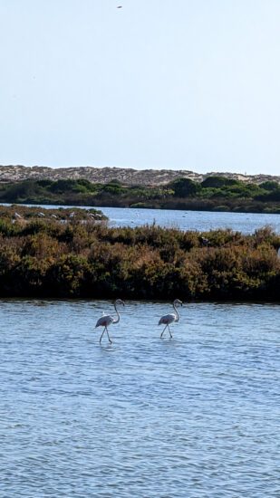 Quinta do Lago: 10x de leukste dingen om te doen